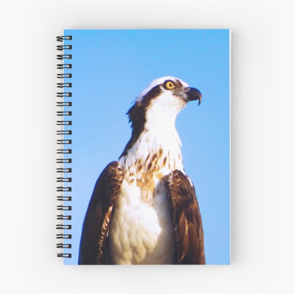 Item preview, Osprey designed and sold by Photosinic.