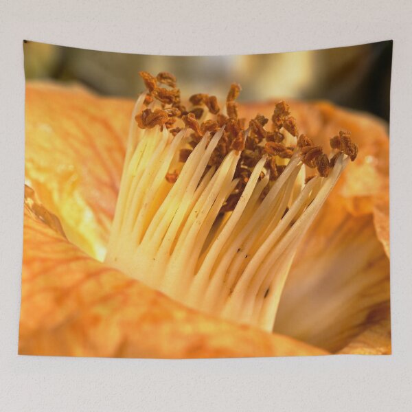Item preview, End Of Winters Camellia designed and sold by Joy Watson - Natural Light Photography .