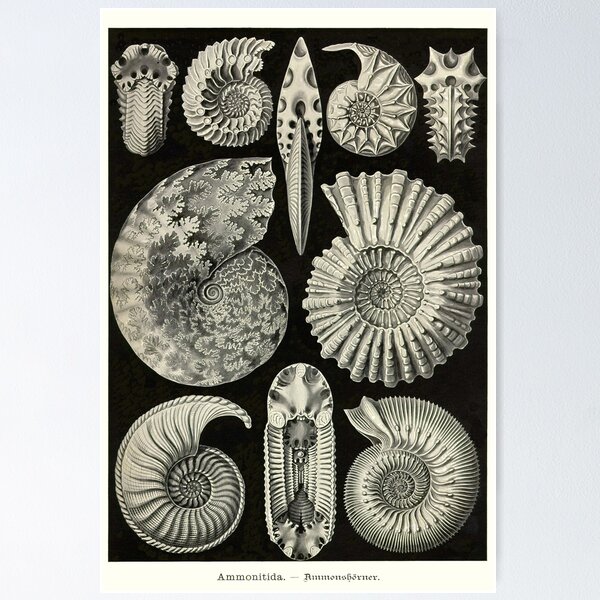 Item preview, Plate 44. Ammonites, an order of extinct cephalopods from the Jurassic and Cretaceous periods designed and sold by Squirrox.