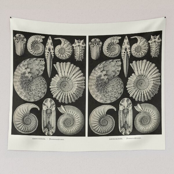 Item preview, Plate 44. Ammonites, an order of extinct cephalopods from the Jurassic and Cretaceous periods designed and sold by Squirrox.
