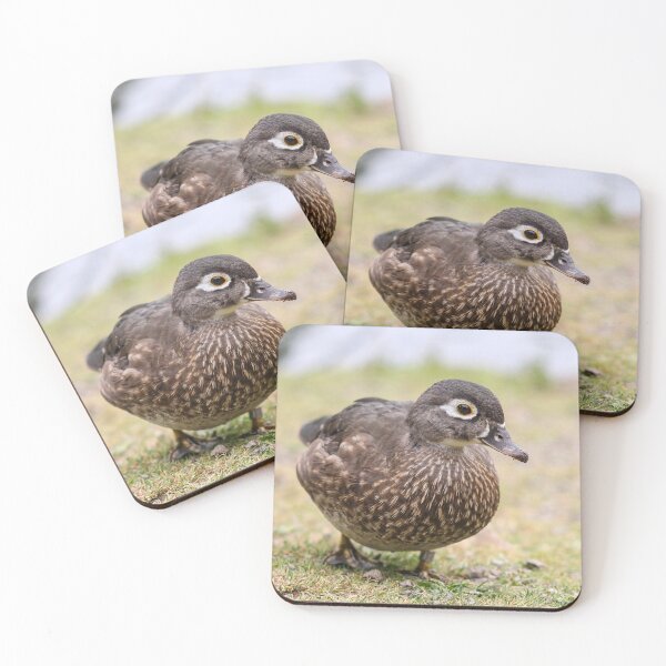 Item preview, Female mandarin designed and sold by GreyFeatherPhot.