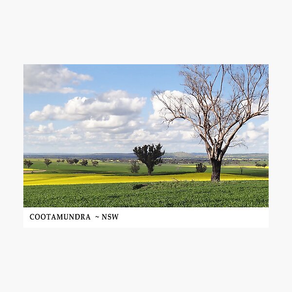 Spring at Cootamundra #1 Photographic Print