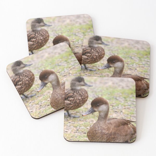 Item preview, Female pochard designed and sold by GreyFeatherPhot.