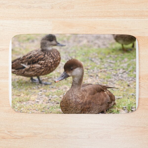 Item preview, Female pochard designed and sold by GreyFeatherPhot.