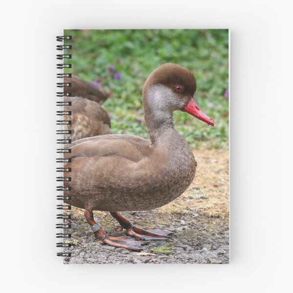 Item preview, Flock of pochards designed and sold by GreyFeatherPhot.