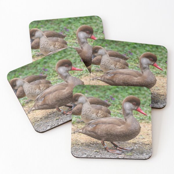 Item preview, Flock of pochards designed and sold by GreyFeatherPhot.