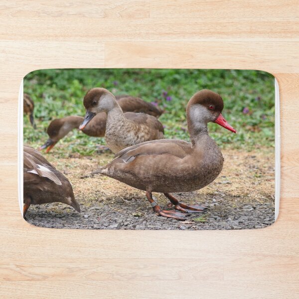 Item preview, Flock of pochards designed and sold by GreyFeatherPhot.