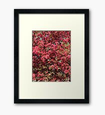 May Day Framed Print