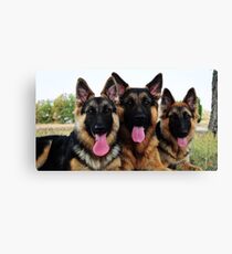 3 GSDs Canvas Print
