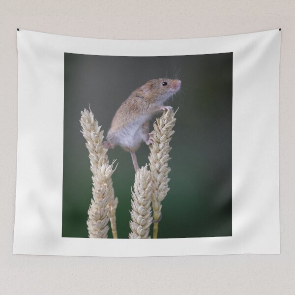 Item preview, Harvest mouse looking designed and sold by Dave Tucker.