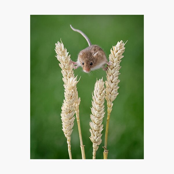 Item preview, Harvest mouse balancing designed and sold by Dave Tucker.