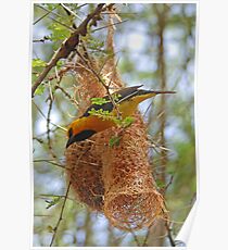 Spectacled Weaver & Nest, Tarangire NP, Tanzania, Africa Poster