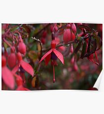Dewy Irish Fuschia Poster