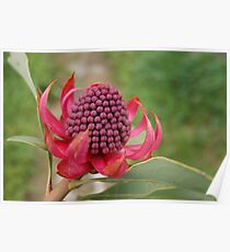 Waratah... Poster