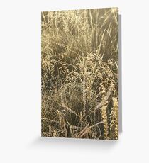 Golden Grass Greeting Card