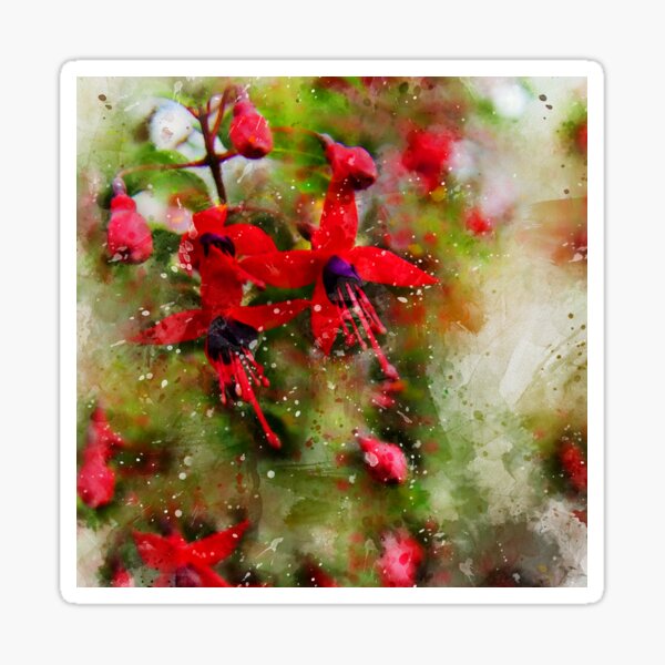 Fuchsia magellanica Sticker
