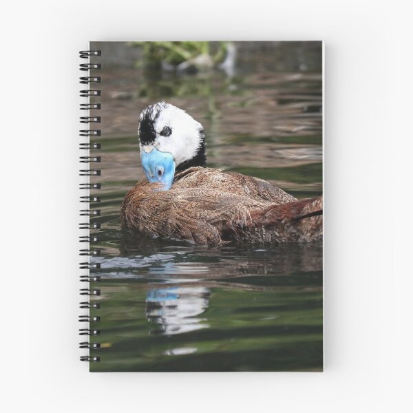 Item preview, White headed duck designed and sold by GreyFeatherPhot.
