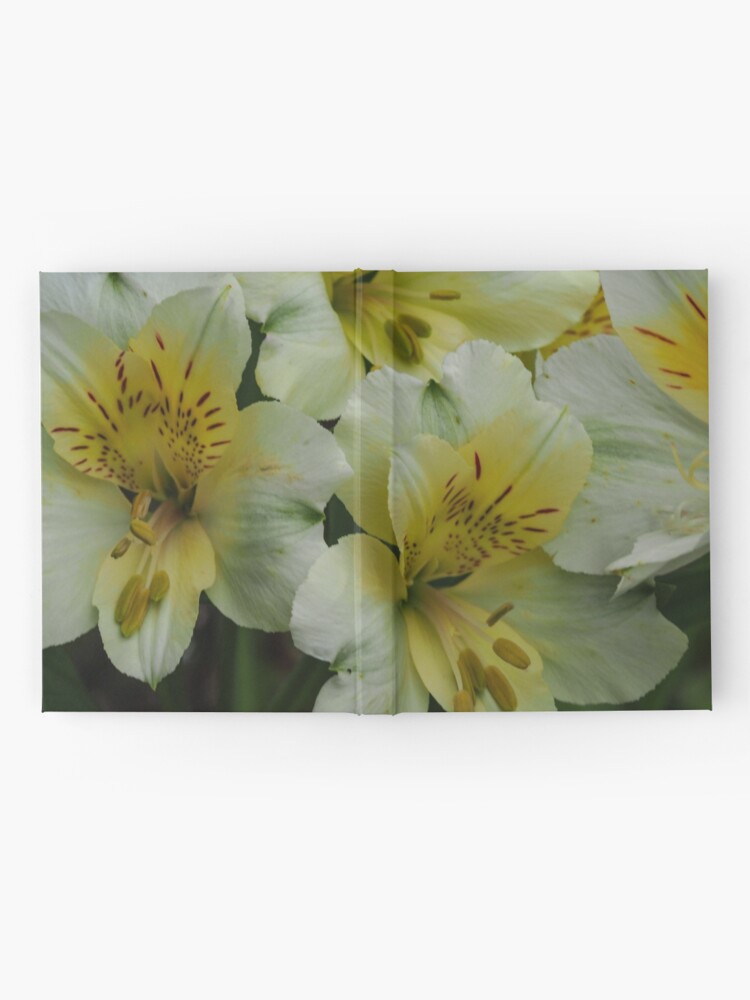 Cuaderno de tapa dura «Lirios Peruanos Blancos y Amarillos (Alstroemeria)»  de AngieC333 | Redbubble