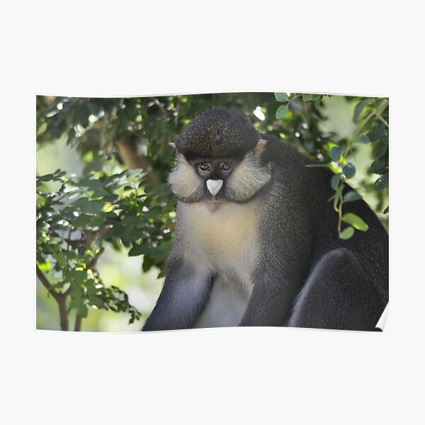 Spot-nosed guenon Poster