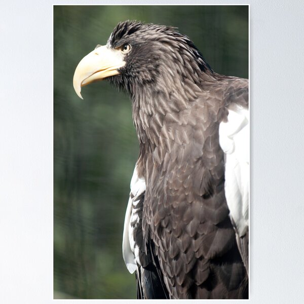 Item preview, Steller's Sea Eagle  designed and sold by Cathy Grieve.