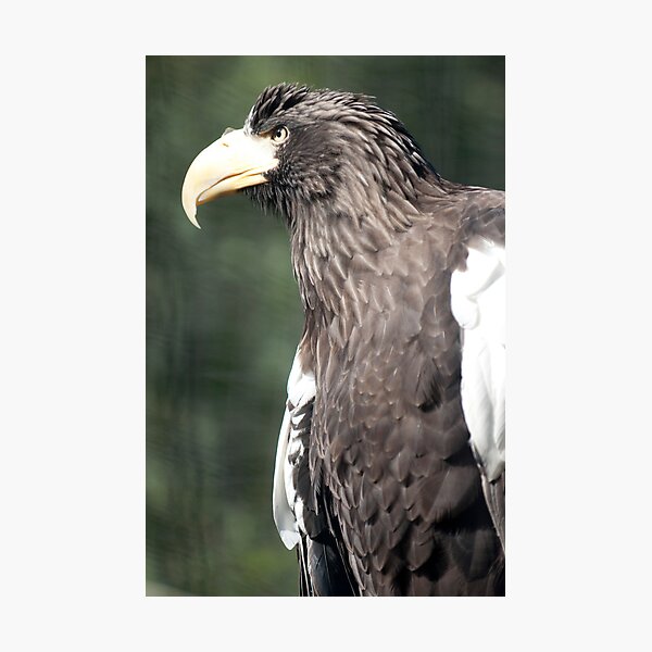 Item preview, Steller's Sea Eagle  designed and sold by Cathy Grieve.