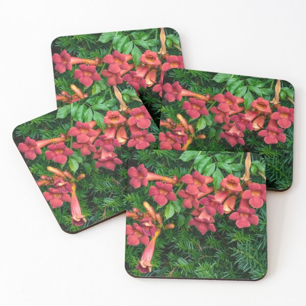 Item preview, Trumpet Creeper Vine Flowers in Front of Evergreen Tree designed and sold by Gerda Grice Photography.