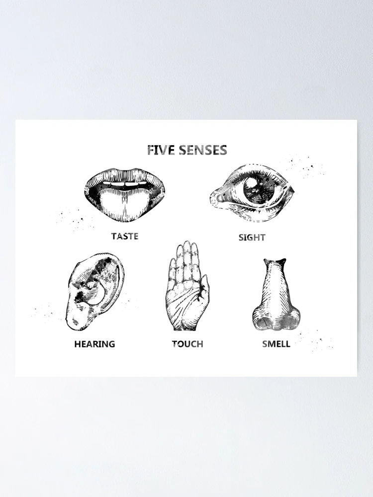 All About Human Senses – Five Plus - VIMS