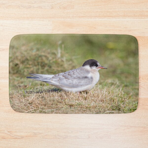 Item preview, Young Common Tern designed and sold by Dominika Aniola.