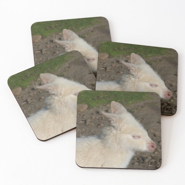 Item preview, Albino Wallaby enjoying sunshine. designed and sold by Trish Meyer.