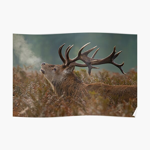 Red Deer Stag Poster