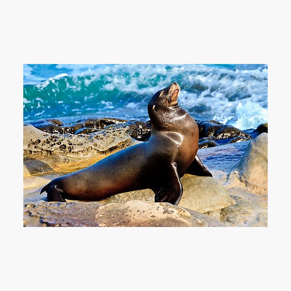 Sea Lion Photographic Print