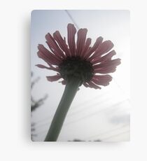 Zinia flower Canvas Print
