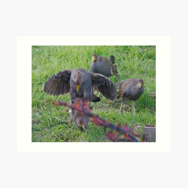 NATIVE-HEN ~ Family Group of Piyura by David Irwin 060819 Art Print