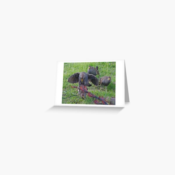 NATIVE-HEN ~ Piyura FD4SRUPB by David Irwin 060819 Greeting Card