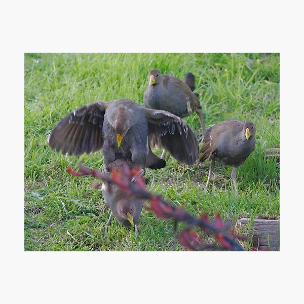 NATIVE-HEN ~ Piyura FD4SRUPB by David Irwin 060819 Photographic Print