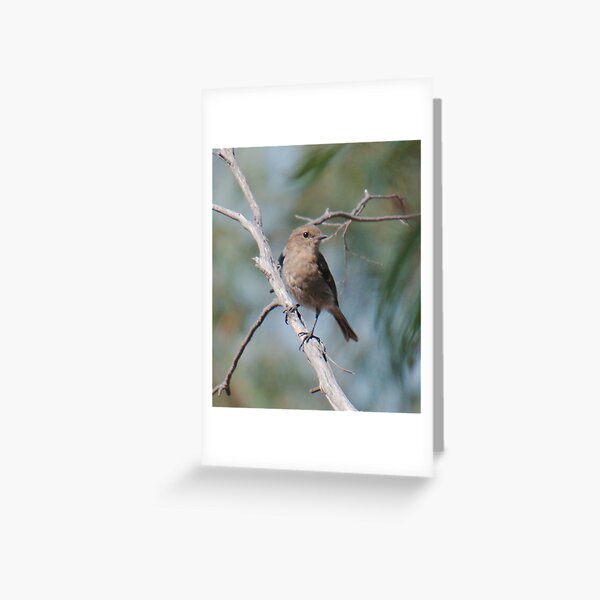ROBIN ~ Dusky Robin zvjceHFG by David Irwin 060819 Greeting Card