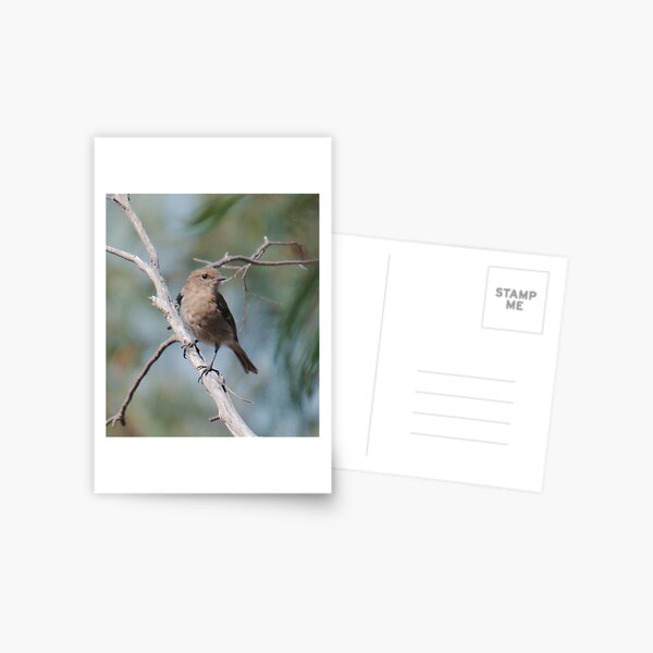 ROBIN ~ Dusky Robin zvjceHFG by David Irwin 060819 Postcard