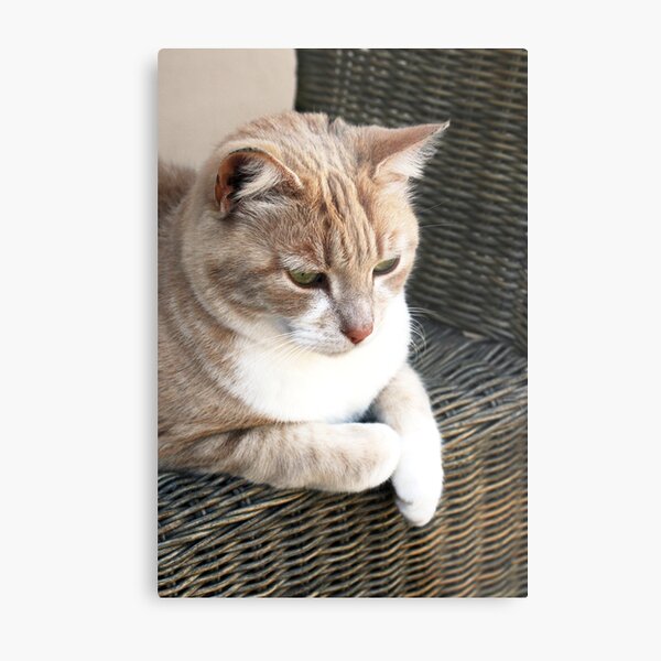 Item preview, Pale ginger cat sitting on wicker chair designed and sold by Joanne Emery.