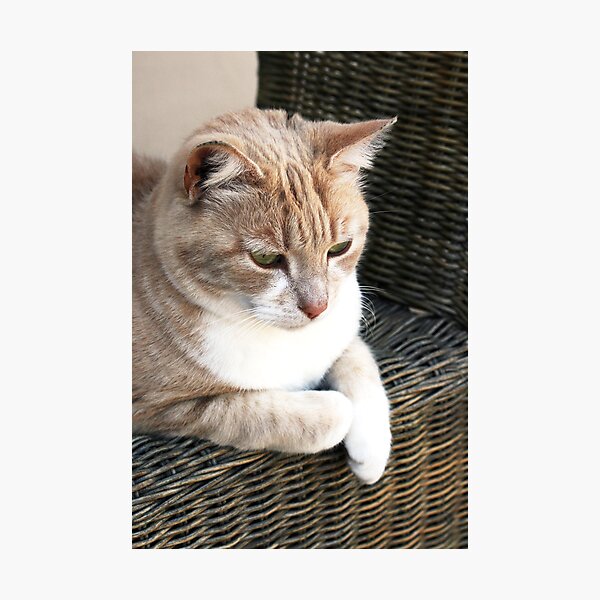 Pale ginger cat sitting on wicker chair Photographic Print