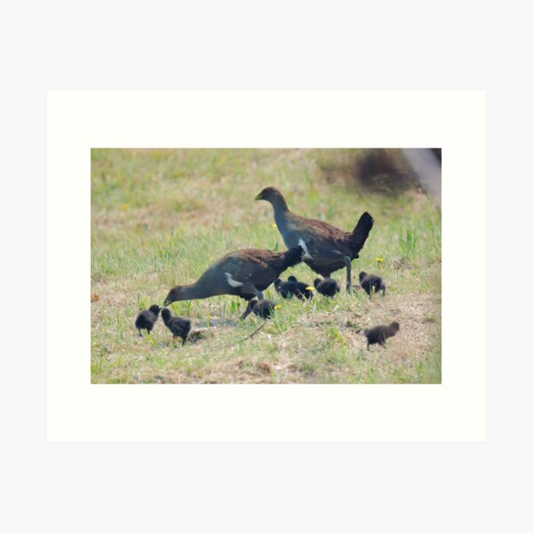 NATIVE-HEN ~ Piyura 67J626KE by David Irwin 060819 Art Print