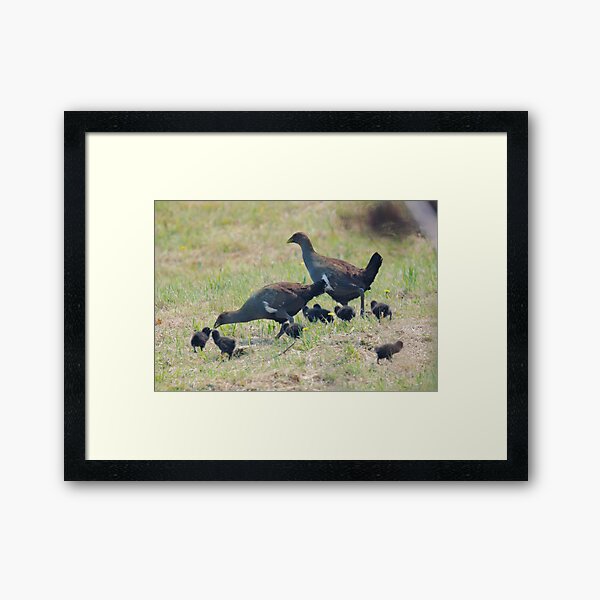 NATIVE-HEN ~ Piyura 67J626KE by David Irwin 060819 Framed Art Print