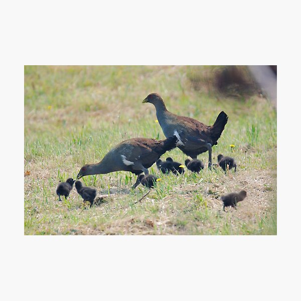 NATIVE-HEN ~ Piyura 67J626KE by David Irwin 060819 Photographic Print