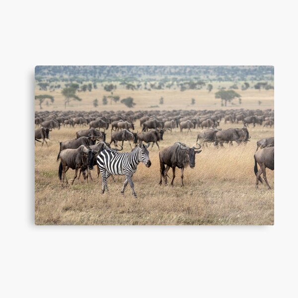 Hitching A Ride With The Great Migration Metal Print