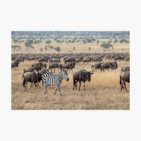 Hitching A Ride With The Great Migration Photographic Print