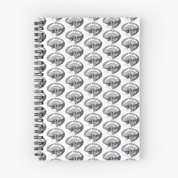 Item preview, Brain Anatomy designed and sold by BlueSpecsStudio.