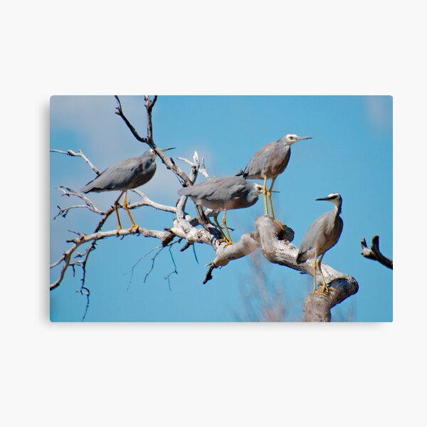 WADER ~ White-faced Heron by David Irwin 060819 Canvas Print