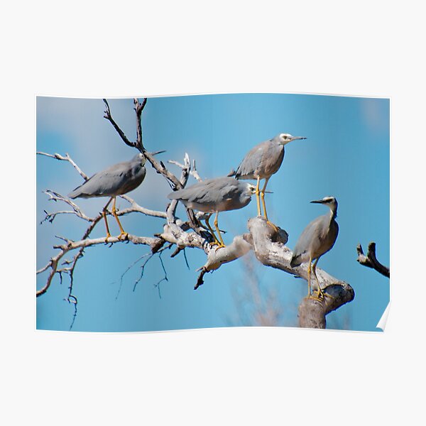 WADER ~ White-faced Heron YV3VUXBU by David Irwin 060819 Poster