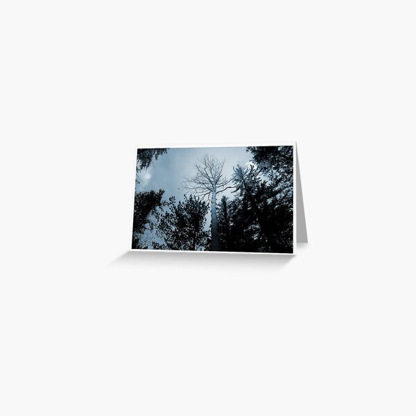 Winter Trees Greeting Card