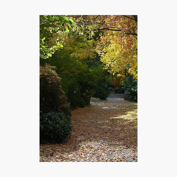 Walk In Th Park Photographic Print