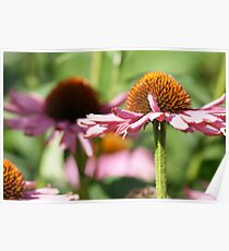 Echinacea Poster